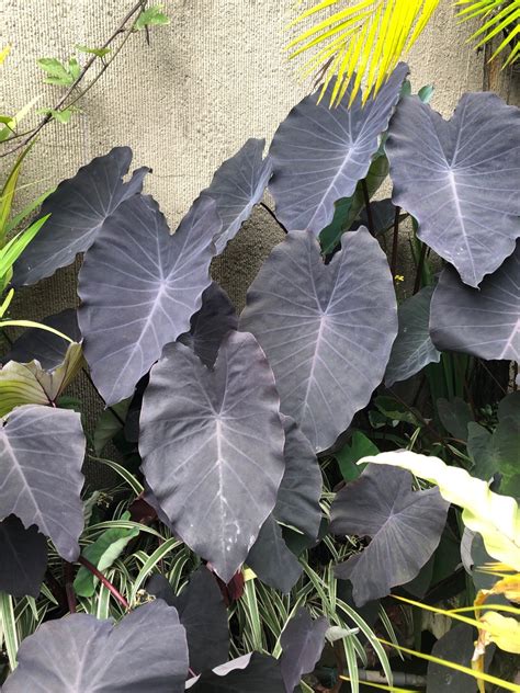 Black Magic Colocasia: The Secret to Creating a Enchanting Garden Design